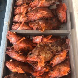 岡田釣船 八英丸 釣果