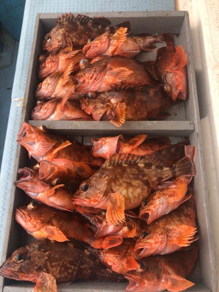 岡田釣船 八英丸 釣果