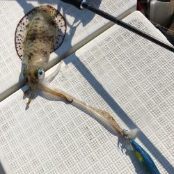 「LaGooN」蒼陽丸 日和号 釣果