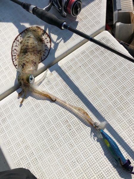 「LaGooN」蒼陽丸 日和号 釣果