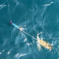 「LaGooN」蒼陽丸 日和号 釣果