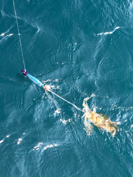 「LaGooN」蒼陽丸 日和号 釣果