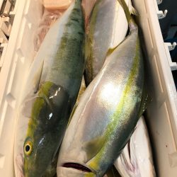 第二八坂丸 釣果