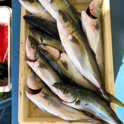 ヤザワ渡船 釣果