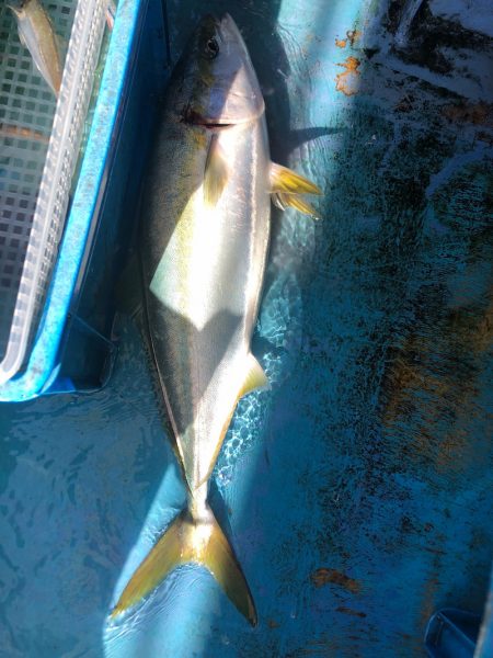 ヤザワ渡船 釣果