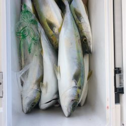 ヤザワ渡船 釣果