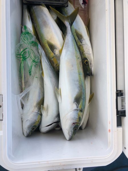 ヤザワ渡船 釣果