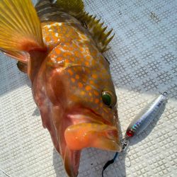 「LaGooN」蒼陽丸 日和号 釣果