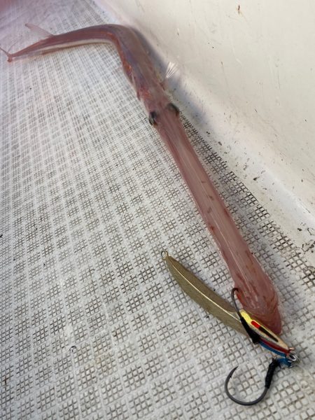 「LaGooN」蒼陽丸 日和号 釣果