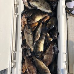 フィッシング キッタカ 釣果