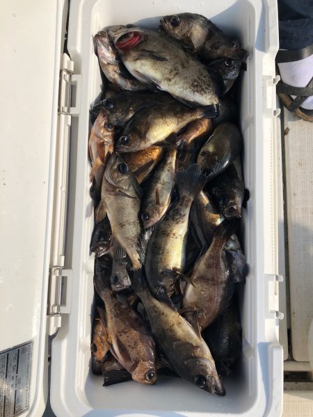 フィッシング キッタカ 釣果