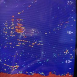 あみや渡船 JIGBOY 釣果