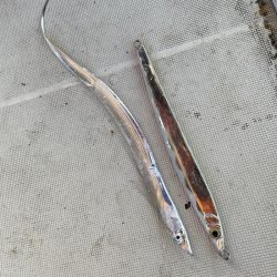 末広丸(熊本) 釣果