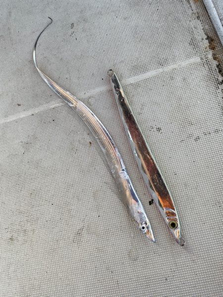 末広丸(熊本) 釣果