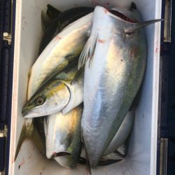 ヤザワ渡船 釣果