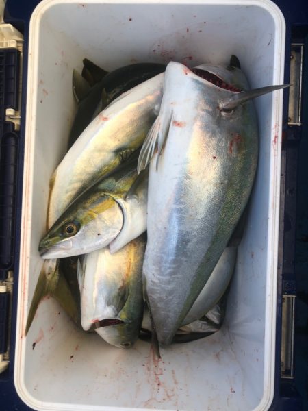 ヤザワ渡船 釣果