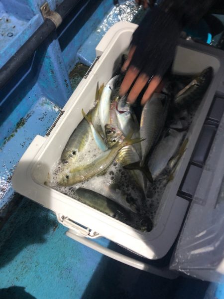 ヤザワ渡船 釣果