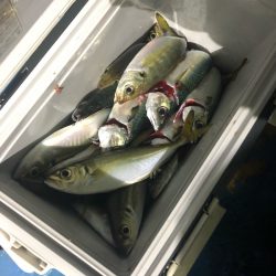 ヤザワ渡船 釣果