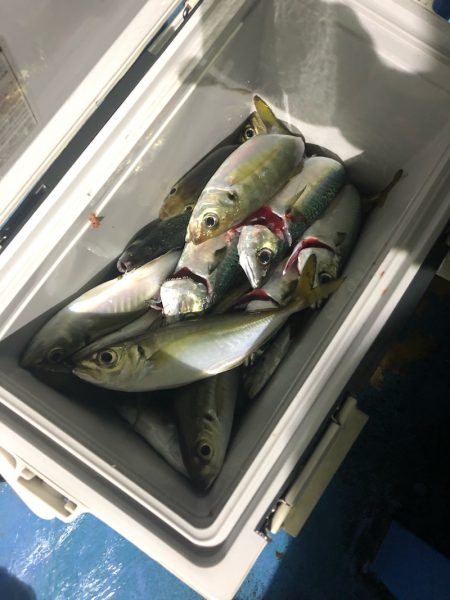 ヤザワ渡船 釣果