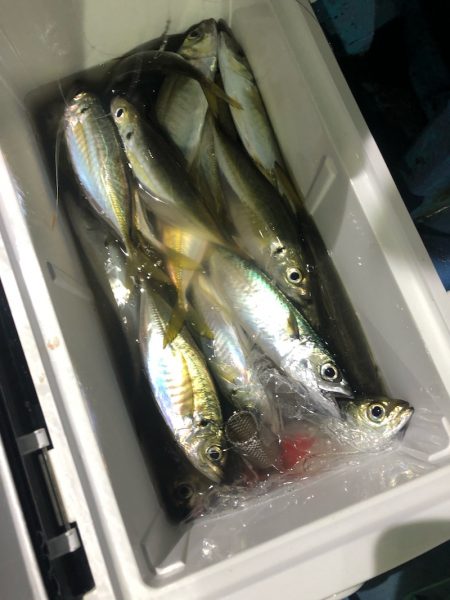 ヤザワ渡船 釣果