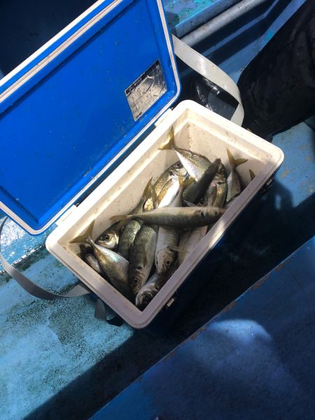 ヤザワ渡船 釣果