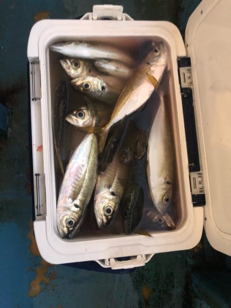 ヤザワ渡船 釣果