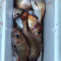 フィッシング キッタカ 釣果