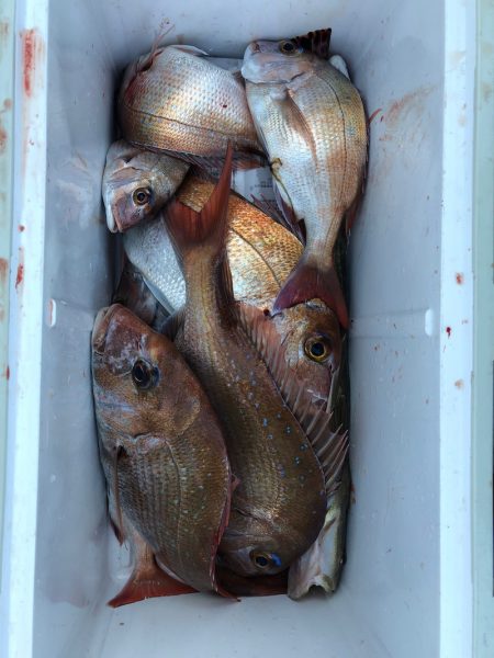 フィッシング キッタカ 釣果