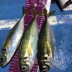 ヤザワ渡船 釣果