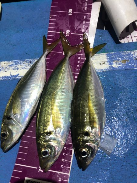 ヤザワ渡船 釣果