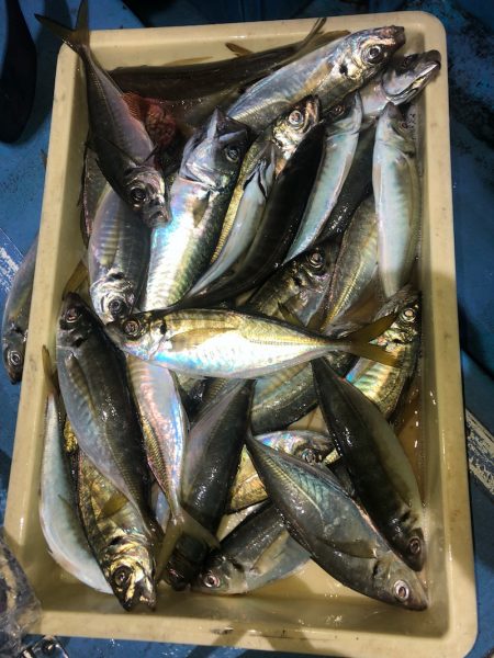 ヤザワ渡船 釣果