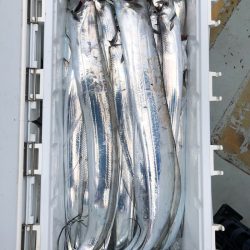 フィッシング キッタカ 釣果