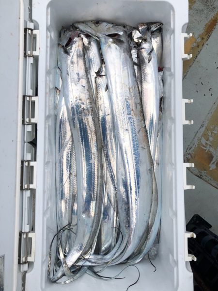 フィッシング キッタカ 釣果