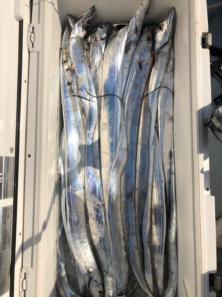 フィッシング キッタカ 釣果