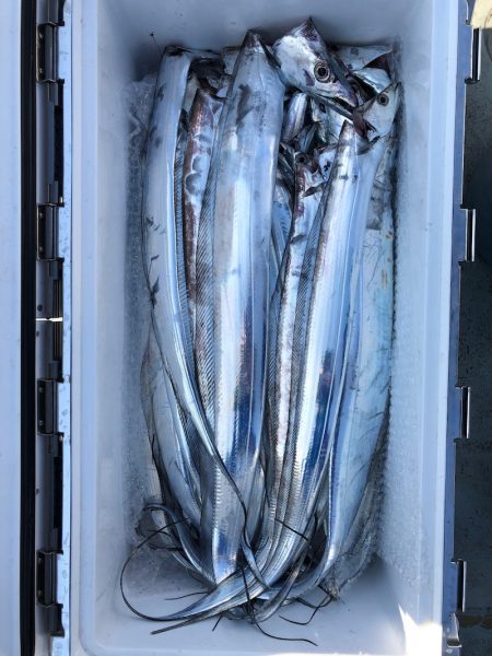 フィッシング キッタカ 釣果