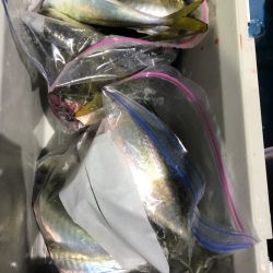 ヤザワ渡船 釣果