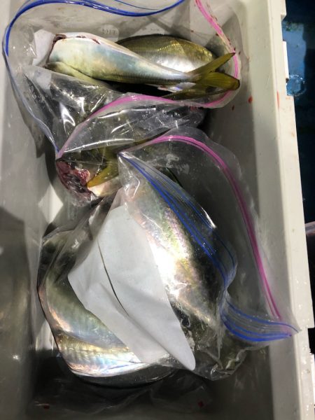 ヤザワ渡船 釣果