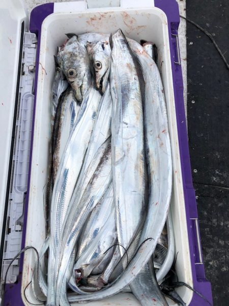 フィッシング キッタカ 釣果