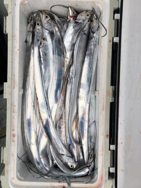 フィッシング キッタカ 釣果