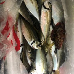 ヤザワ渡船 釣果