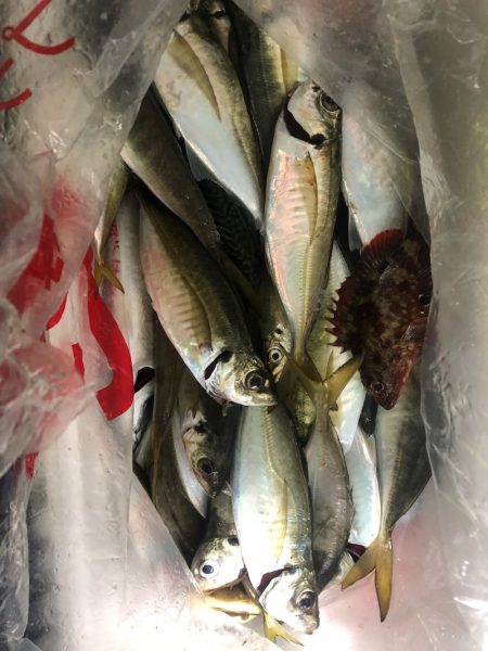 ヤザワ渡船 釣果