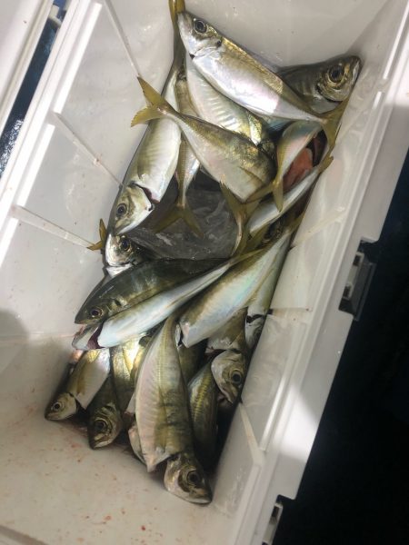 ヤザワ渡船 釣果