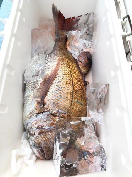 第二八坂丸 釣果