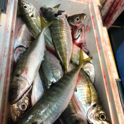 ＴＡＲＯＭＡＲＵ 釣果