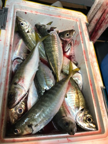 ＴＡＲＯＭＡＲＵ 釣果