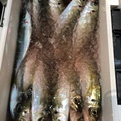 ＴＡＲＯＭＡＲＵ 釣果