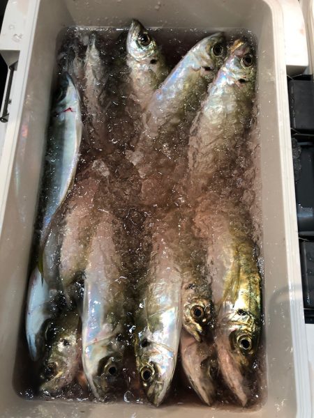 ＴＡＲＯＭＡＲＵ 釣果