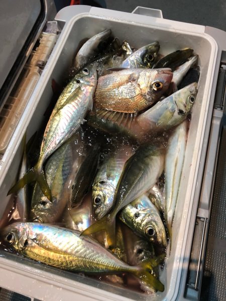 ＴＡＲＯＭＡＲＵ 釣果