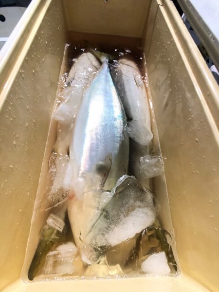 第二八坂丸 釣果