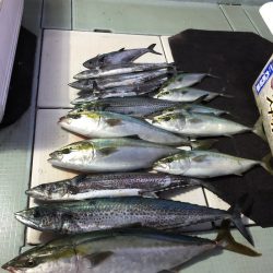 エムズジャーク(M’s JERK) 釣果